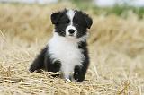 BORDER COLLIE 604